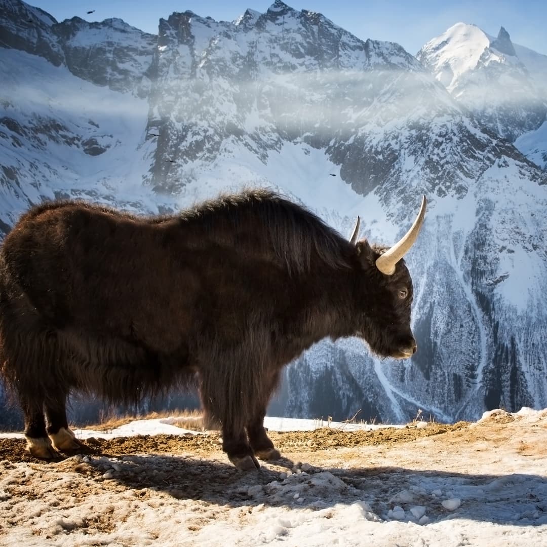 Himalayan yak griha threads and treasure