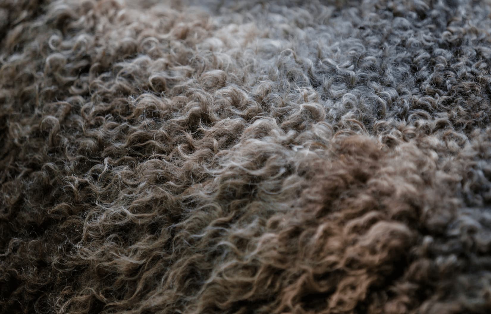 sheep wool natural